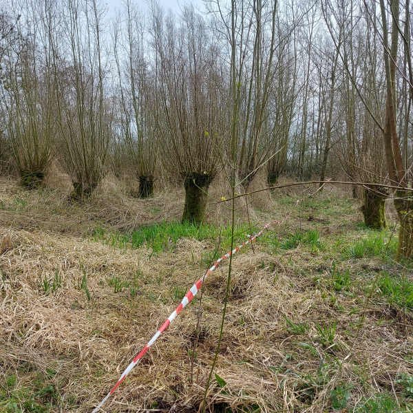 IMG-20230325-WA0001