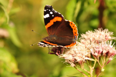 De natuur in close-up