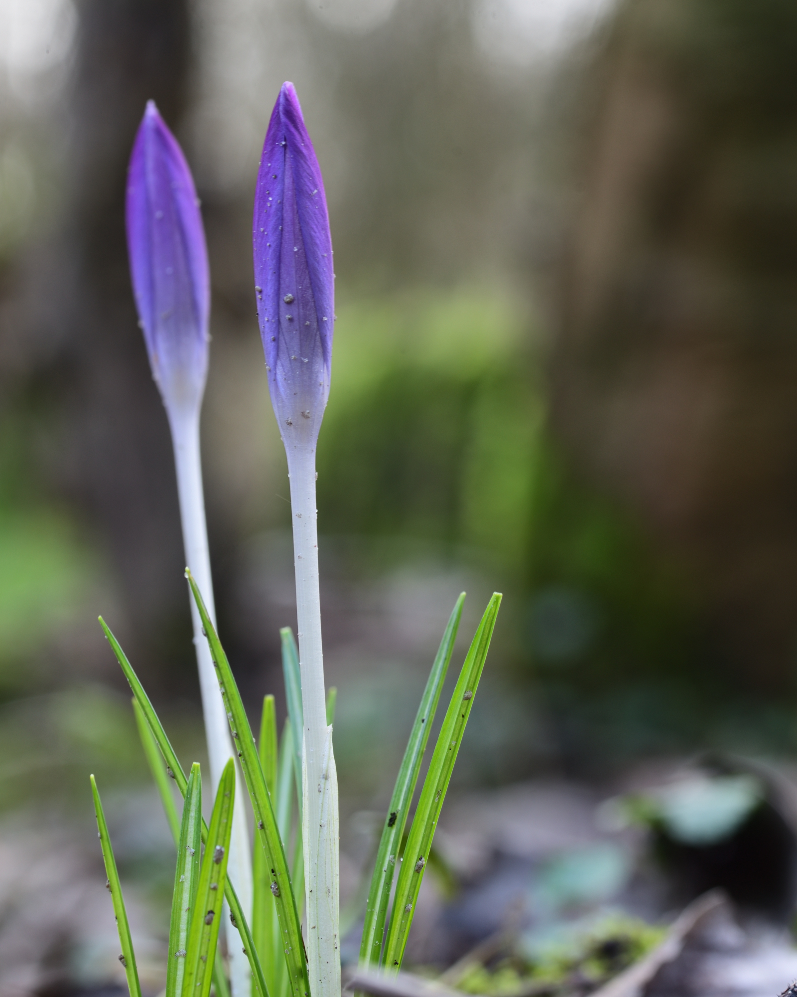 DSC_3617_1409