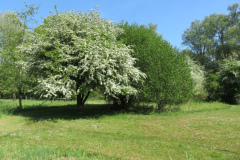 Flora en Fauna