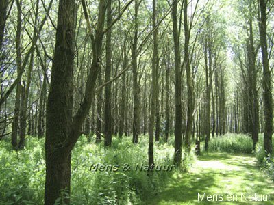 Het bos