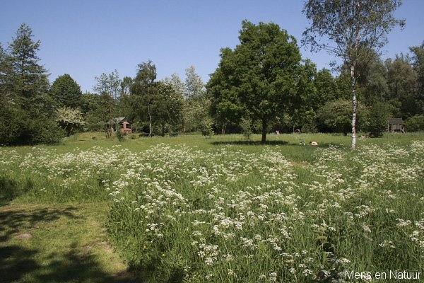 Het veld