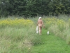 Rondje met je hondje