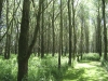 Het bos