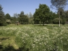 Het veld